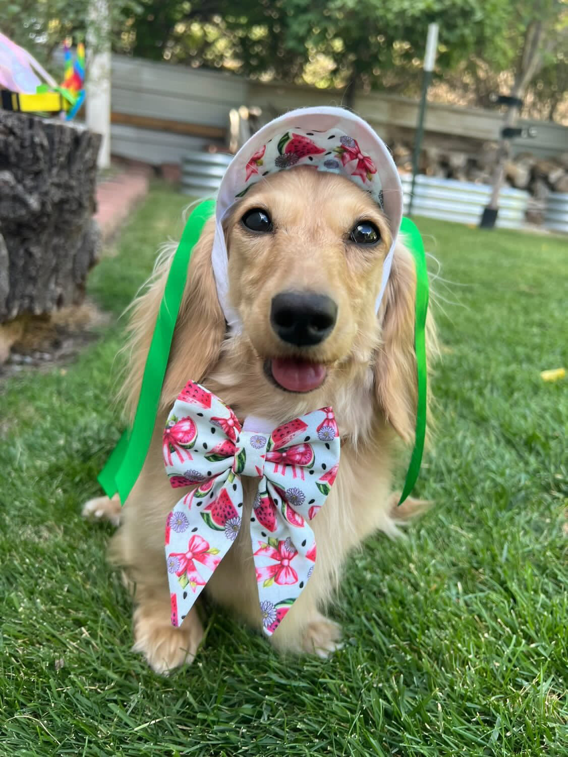 Coquette Watermelon | Bows | Bandanas | Butterfly Bow | Hat & More