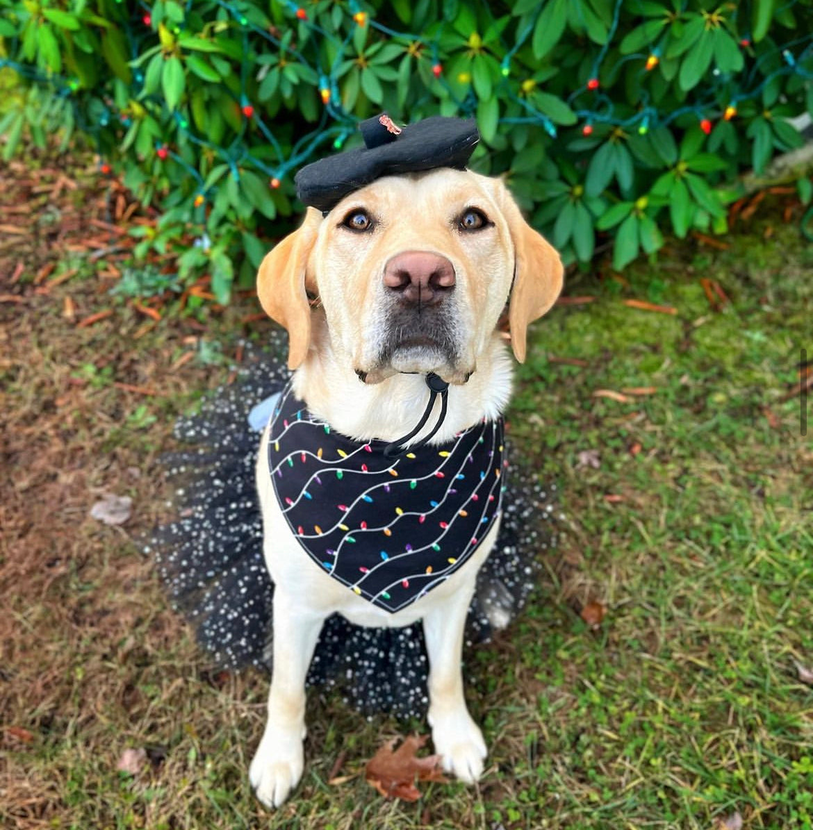 White Fur Beret Hat | Fashion Hat | Winter Outfit | Dog Hat